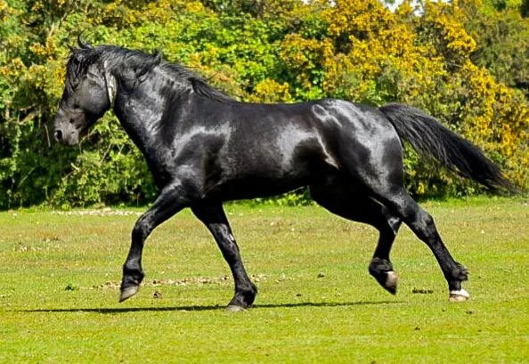 Sway Scrumpy Jack, our New Forest stallion